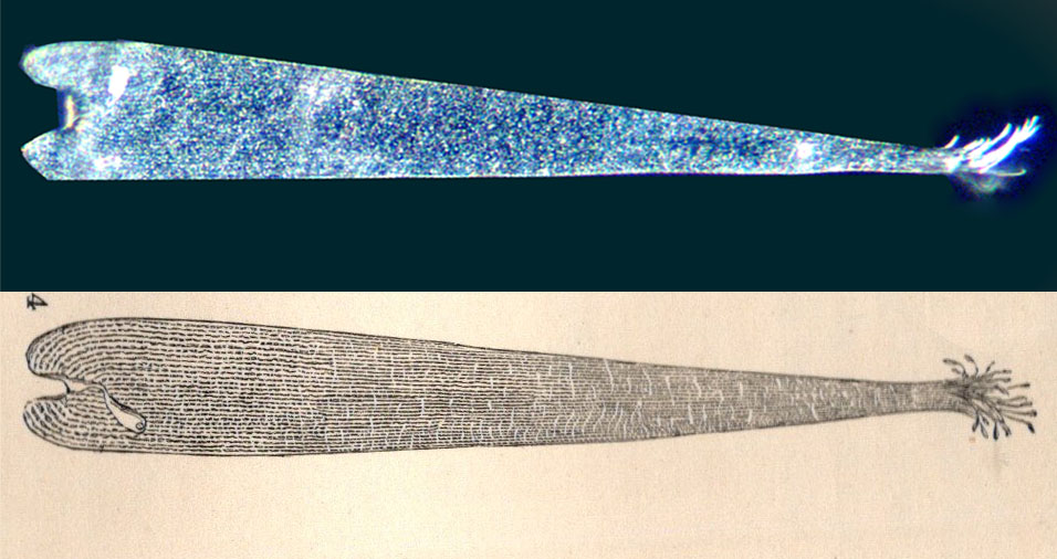 Pontia scale