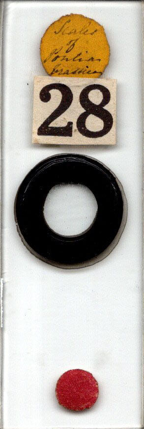 slide of Pb