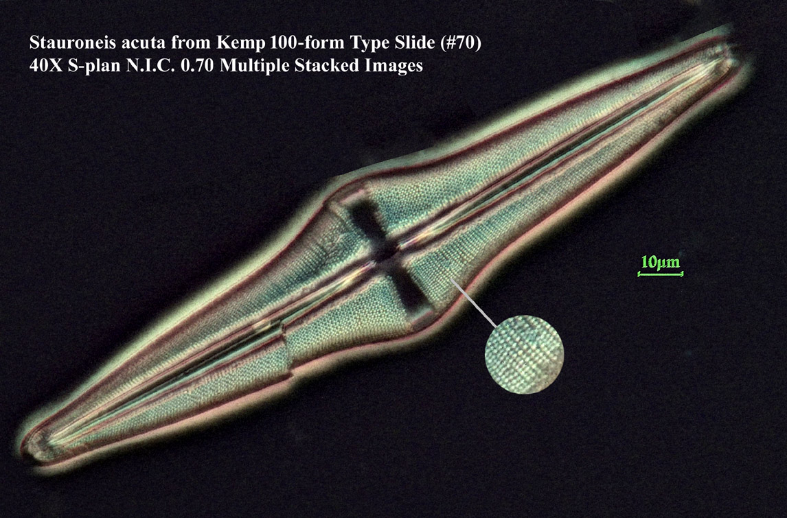 Stauroneis acuta