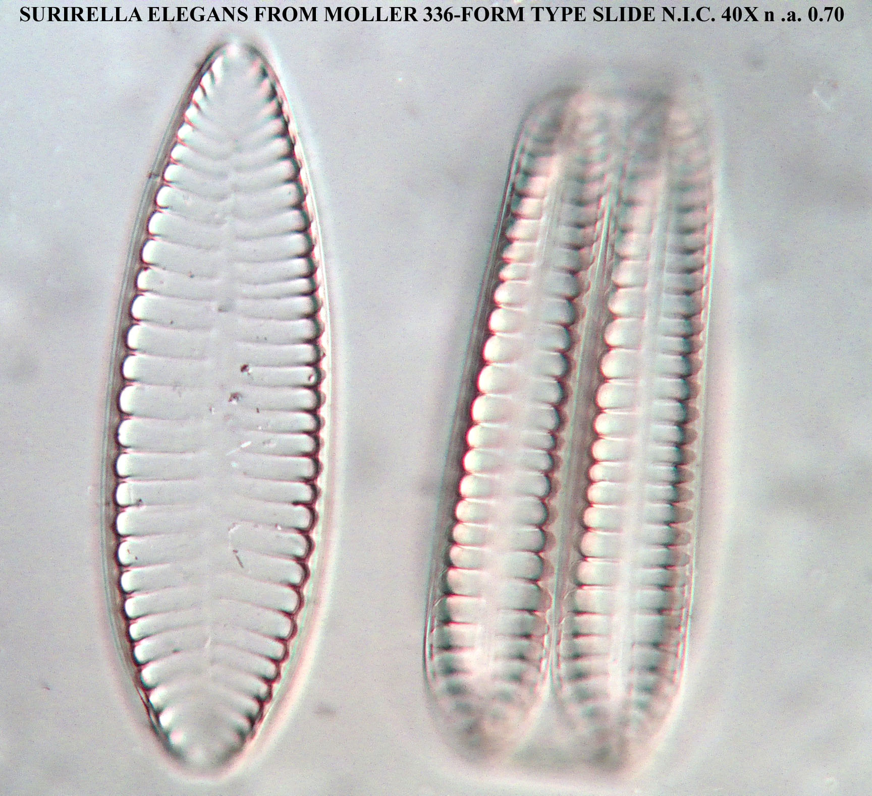 Surirella elegans