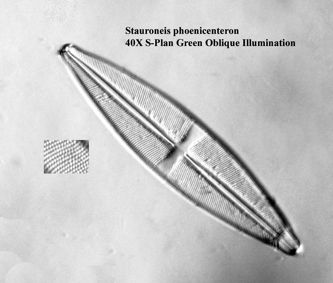 Stauroneis phoenicenteron