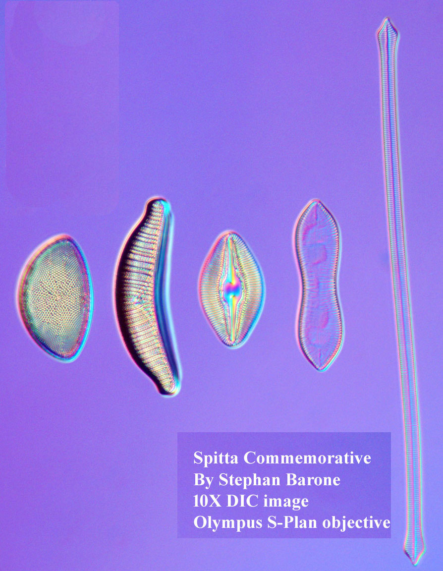diatom