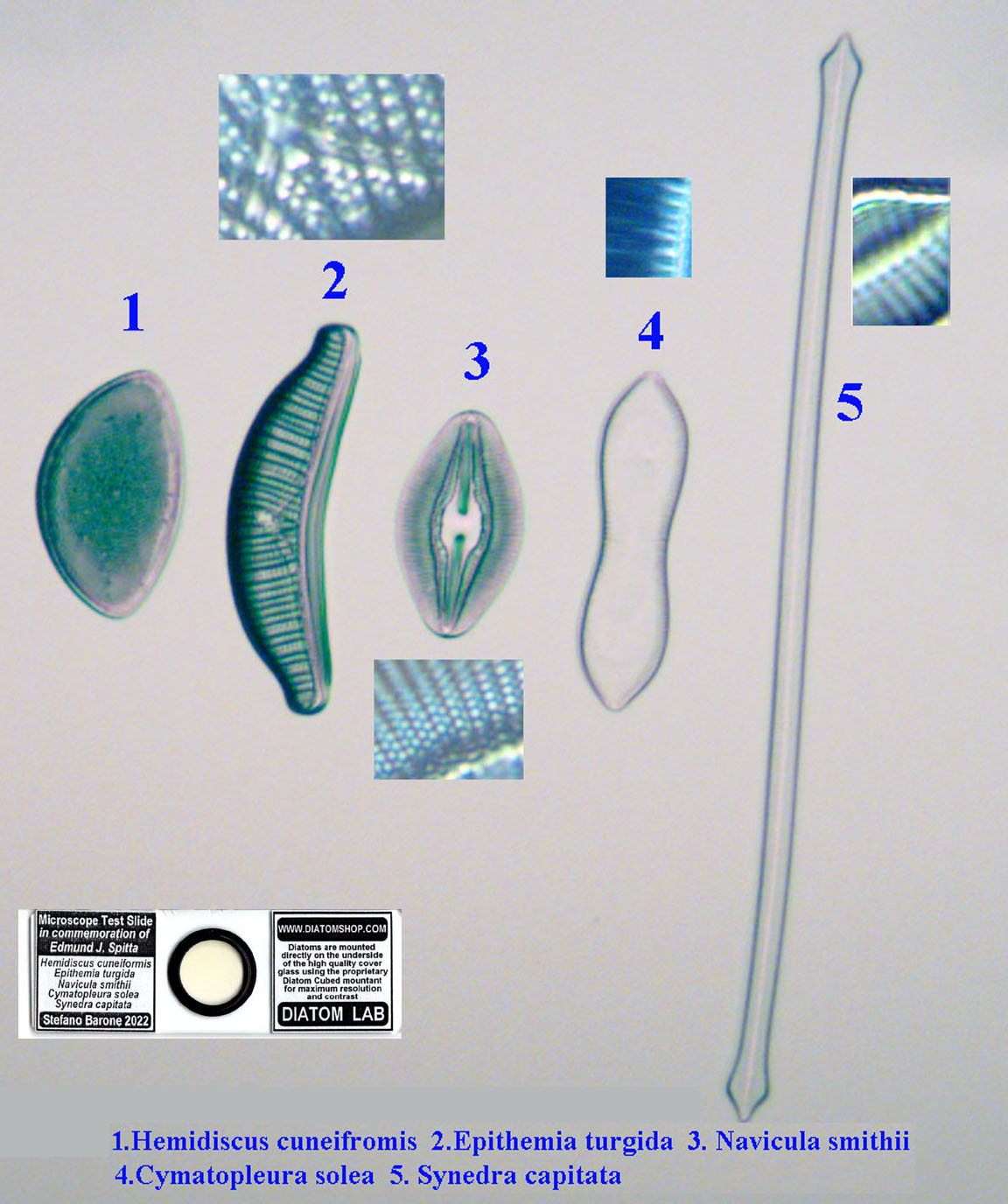 diatom Slide