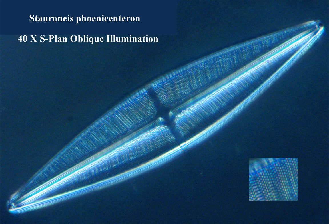 Firth test slide